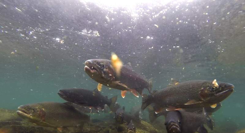 under_trout2