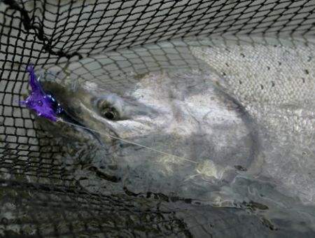 Netted King Salmon