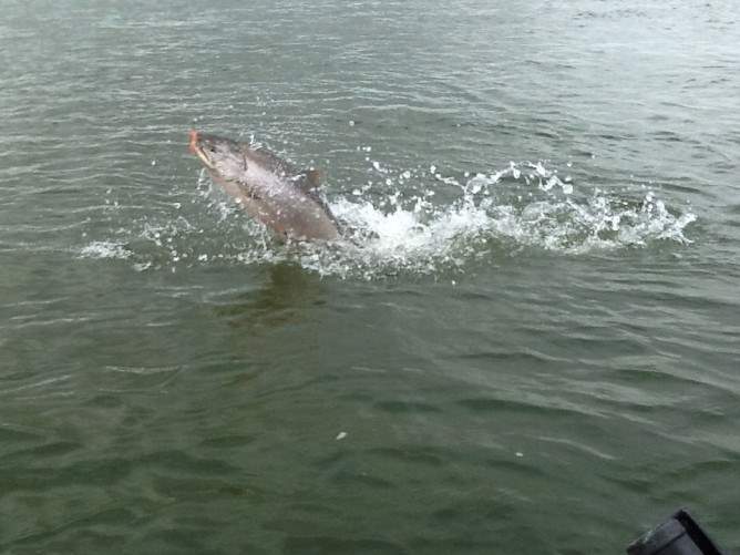 King Salmon jumping on the Nushagak River in Bristol Bay