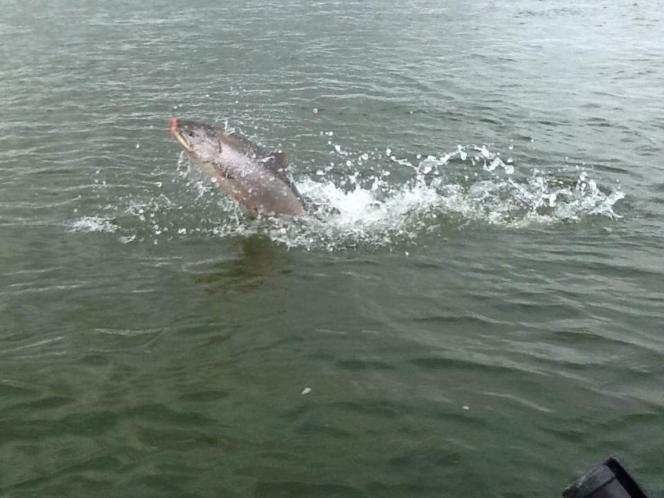 King Salmon jumping on the Nushagak River in Bristol Bay